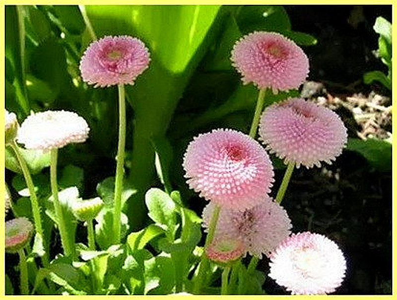 Маргаритка Сюрприз фото