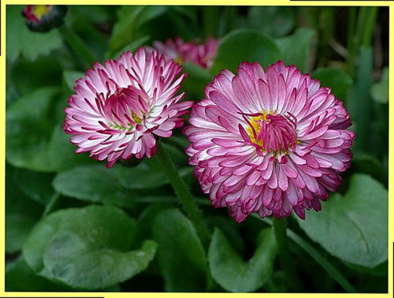 Маргаритки выращивание и уход в домашних условиях