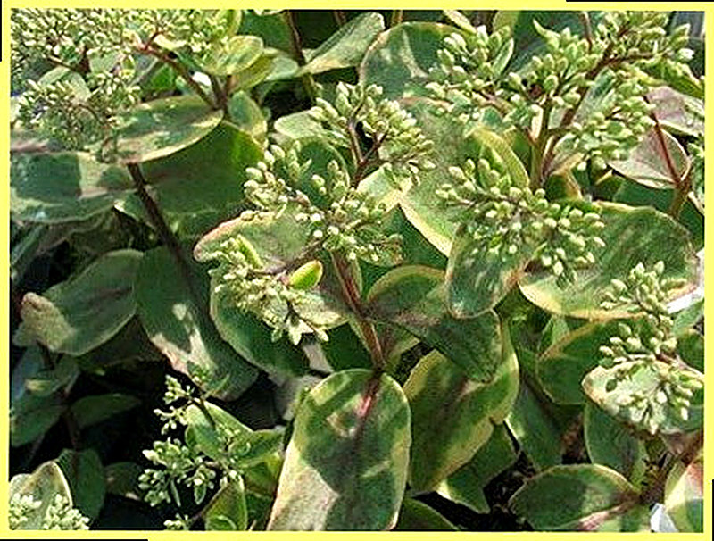 Очиток даймонд эдж фото