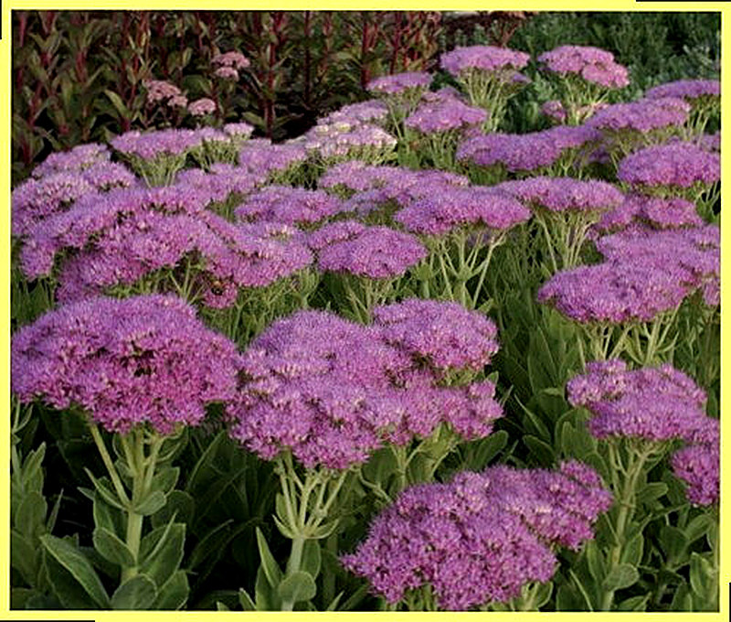 Очиток метеор фото