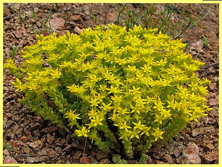 Очиток посадка и уход фото