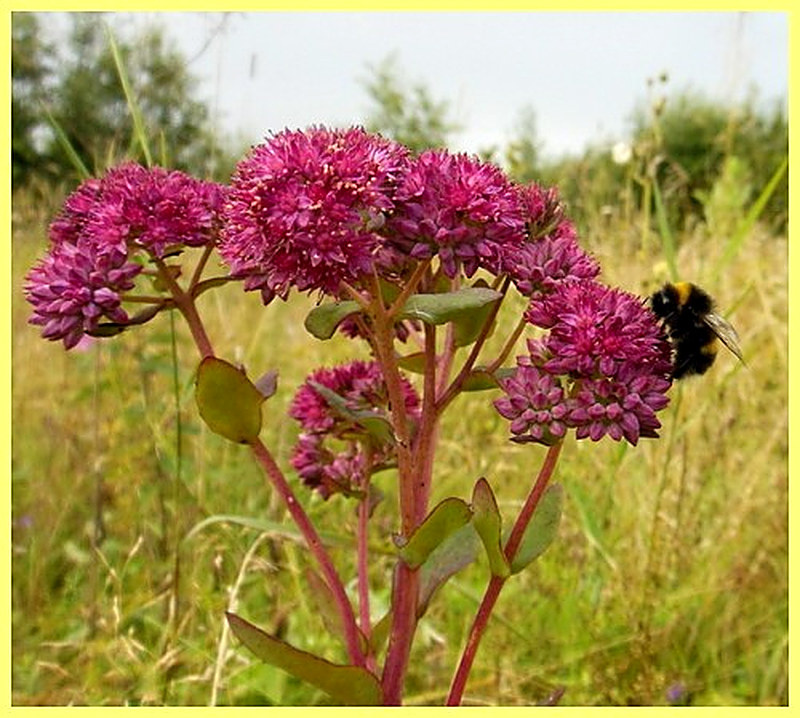 Очиток пурпурный лекарственные свойства