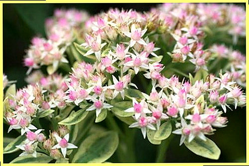 Очиток фрости мун фото