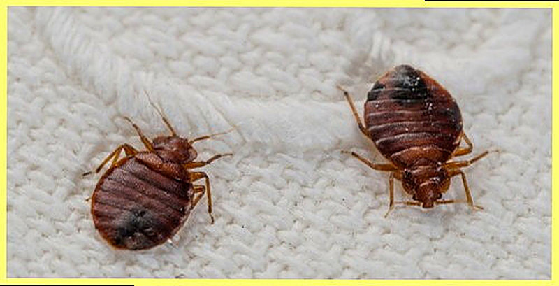 Постельные клопы фото как избавиться самостоятельно