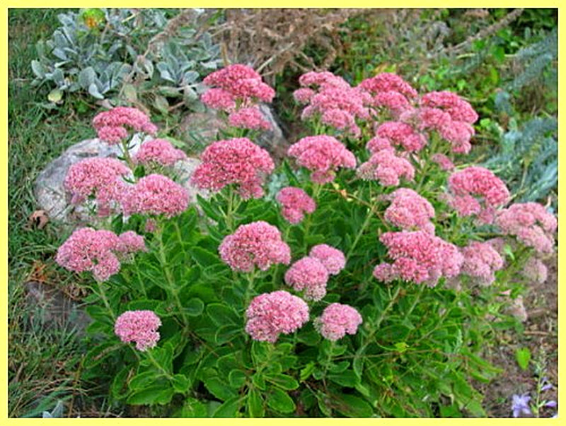 Пурпуровый очиток фото