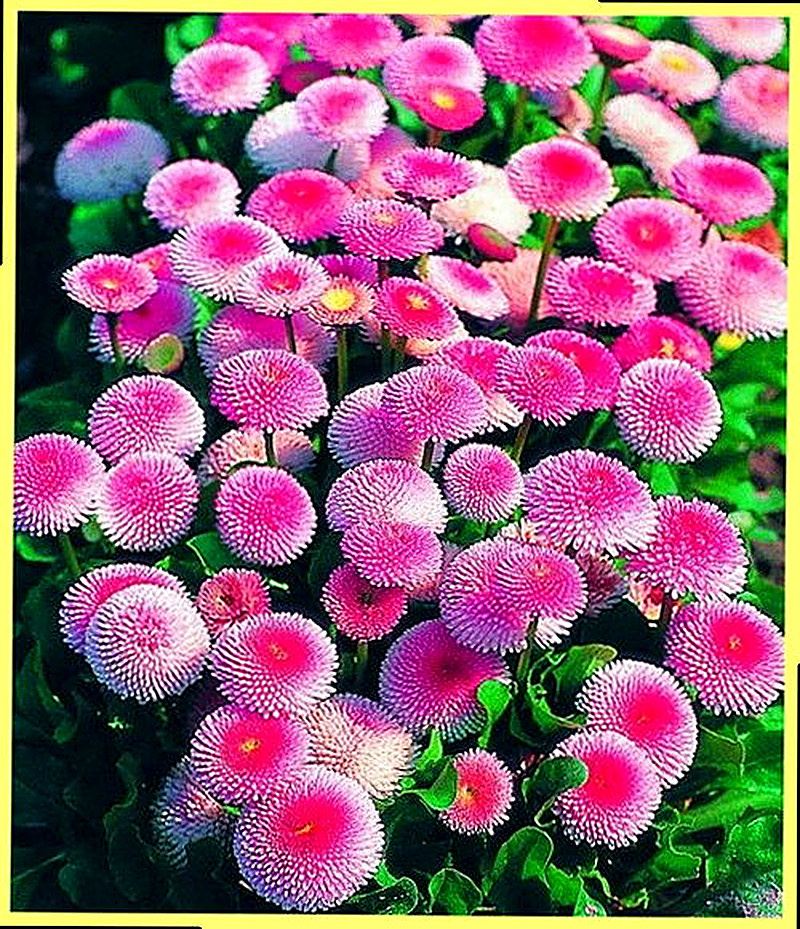 Цветок маргаритка описание