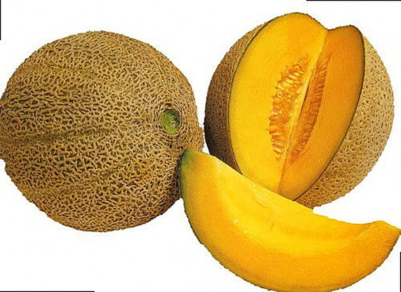 Алтайская дыня фото