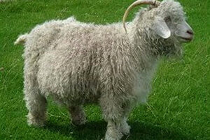 Ангорская коза фото