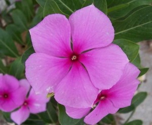 Барвинок розовый фото