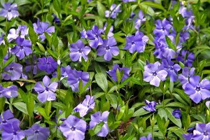 Bol'shoj barvinok foto