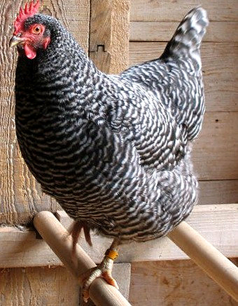 Делаем насест для кур