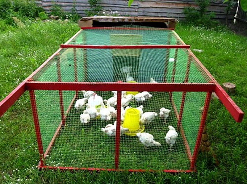 Делаем загон для выгула кур
