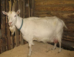 Горьковская коза фото
