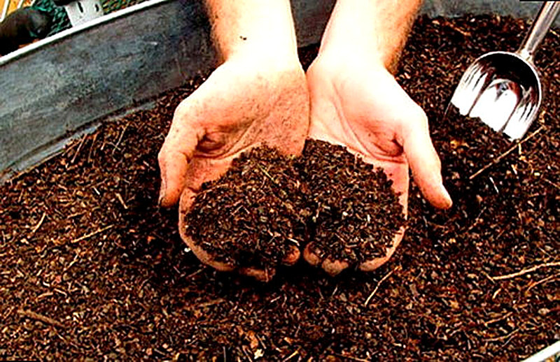 Готовим землю к посадке голубой ели