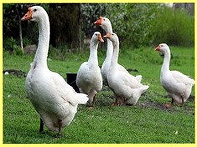 Гуси Линда описание породы фото