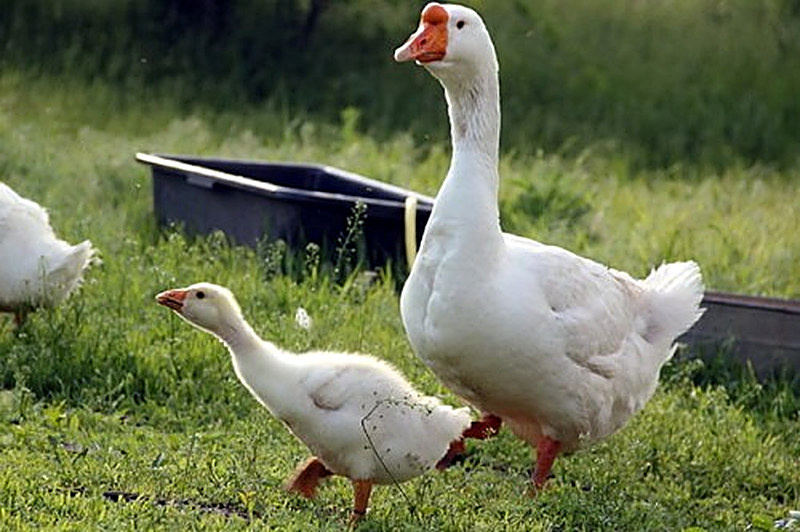 Гуси линда описание породы