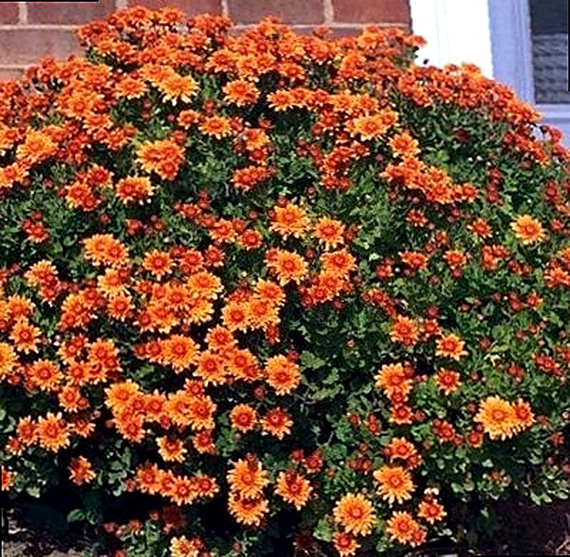 Хризантемы садовые многолетние сорта фото