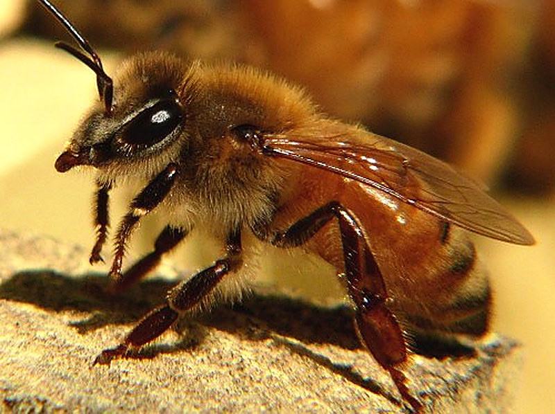 Итальянские пчёлы фото