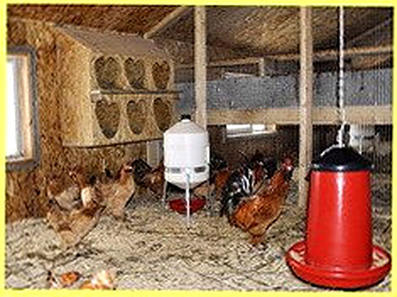 Как обустроить курятник внутри для несушек