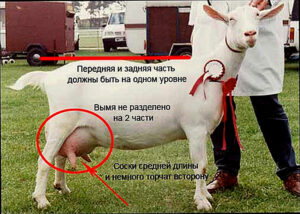 Как выбрать козу при покупке