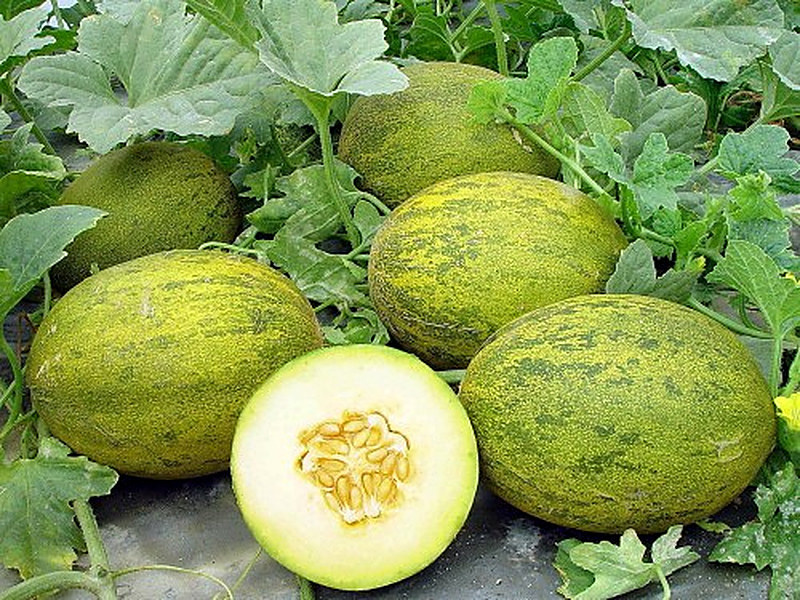 Как выбрать сорт дынь перед покупкой