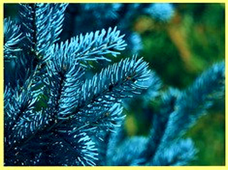 Как вырастить голубую ель из семян в домашних условиях