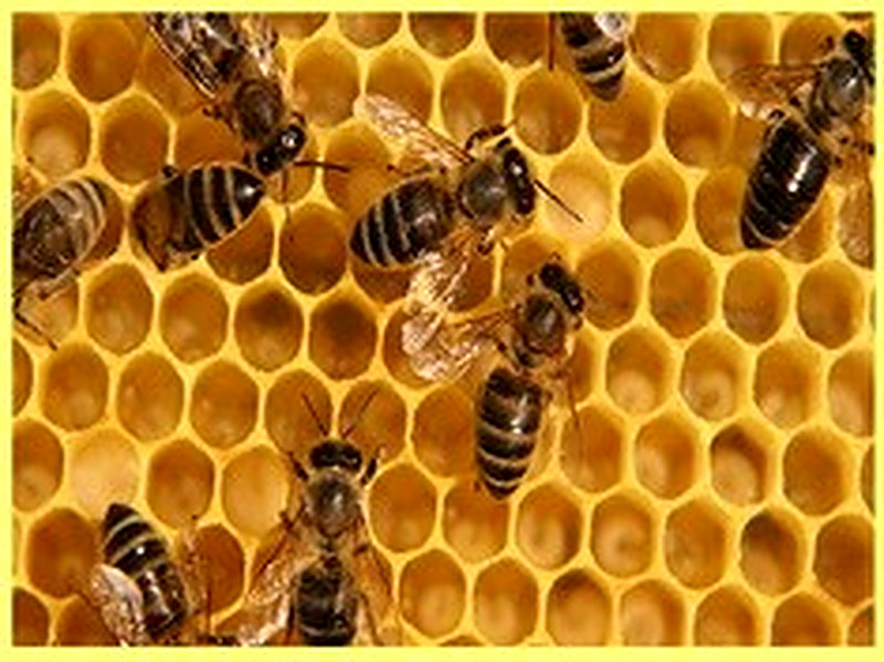 Какие породы пчел разводят в нашем крае