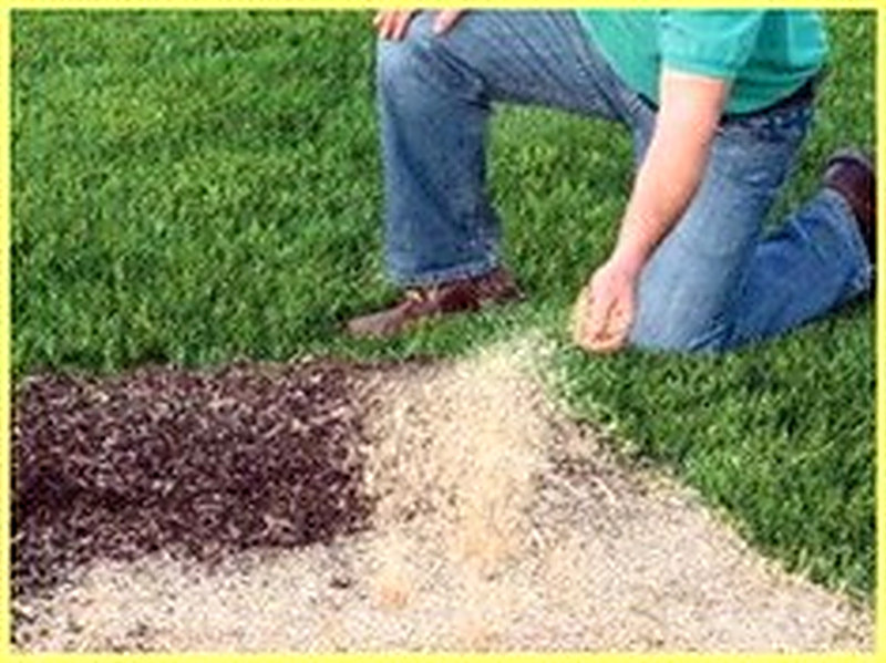 Когда сеять газонную траву