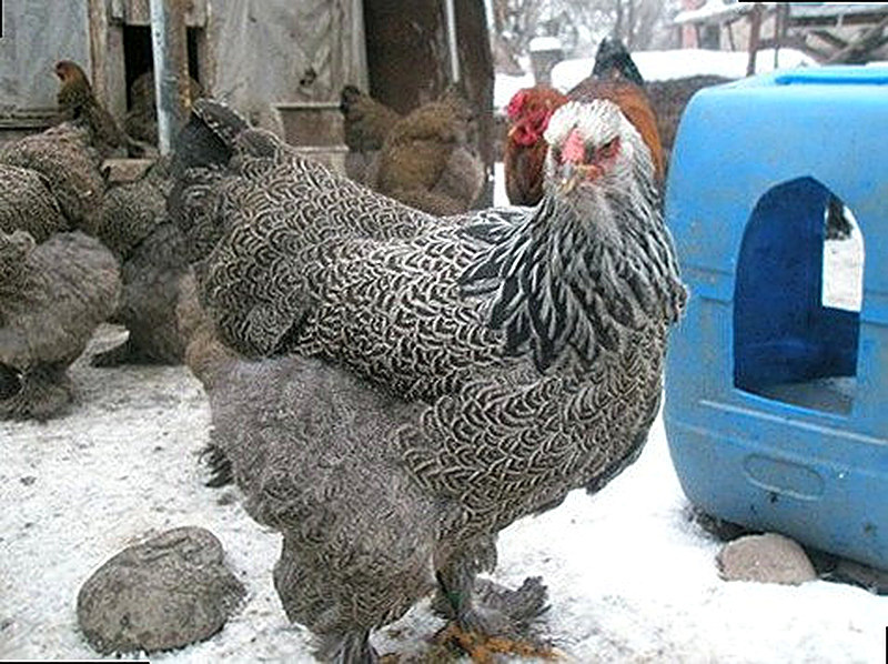 кормушка из канистры для кур