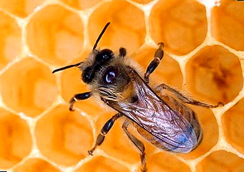 Кубанские пчёлы фото