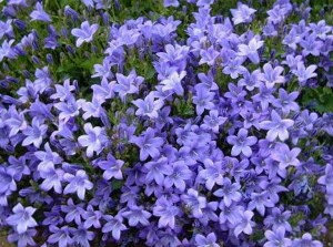 Малый барвинок фото