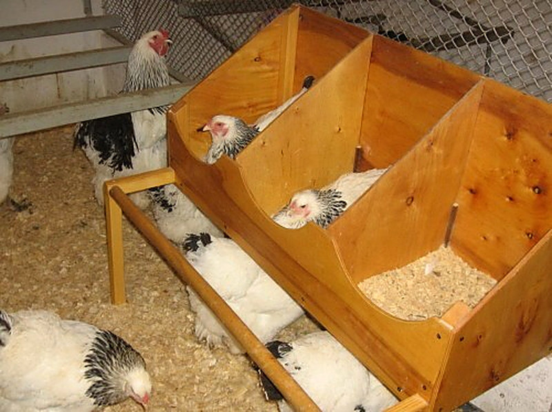 Обустраиваем гнёзда для кур