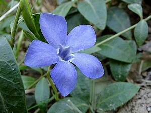 Опушенный барвинок фото