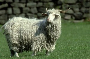 Оренбургская коза фото