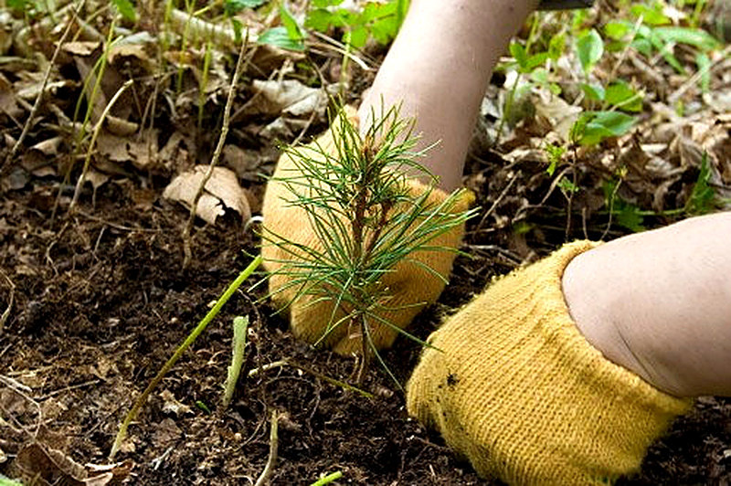 Пересаживаем молодняк голубых елей
