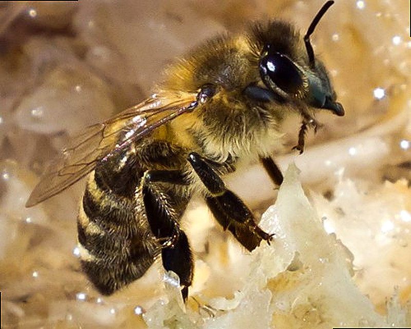 Порода пчёл Карника фото