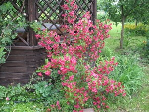 Посадка вейгелы в грунт