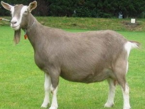 Придонская коза фото