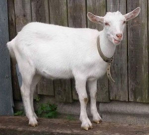 Русская белая коза фото