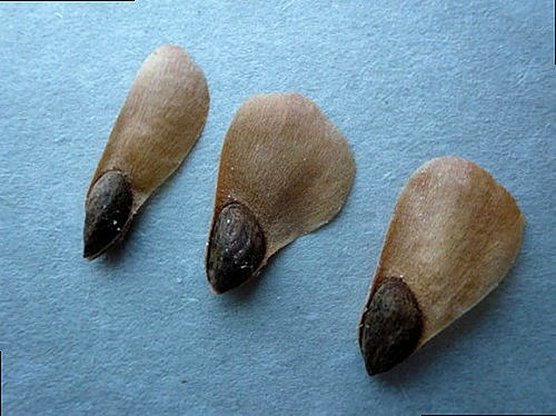 семена голубой ели