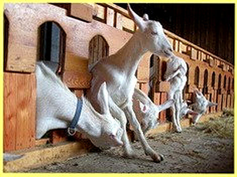 Содержание коз в домашних условиях для начинающих