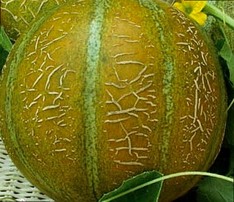 Сорт Дынь Ассоль F1 фото