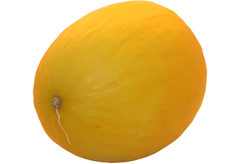 Сорт Дынь Галилей фото