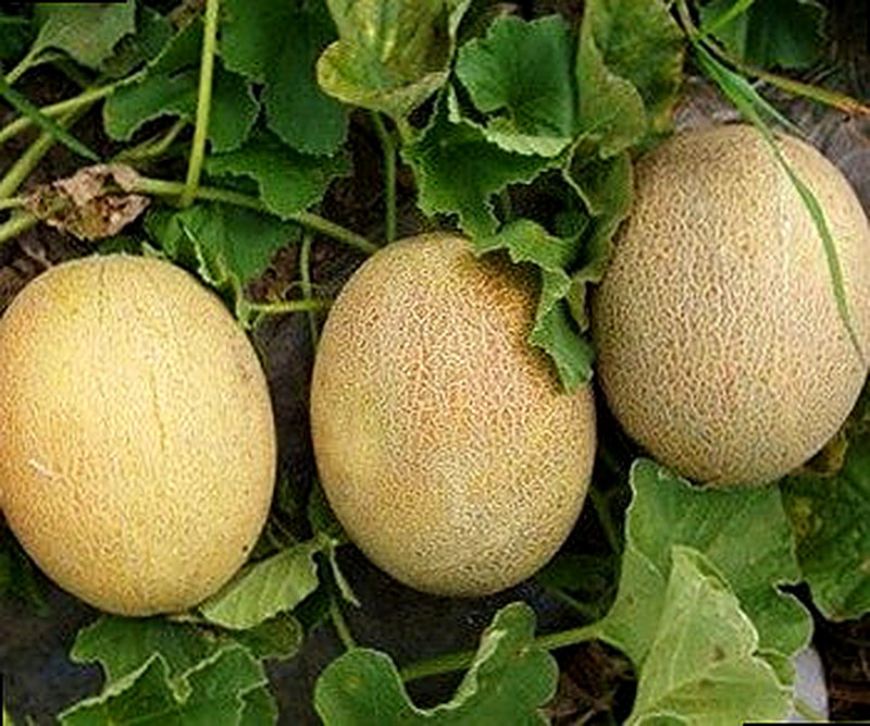 Сорт Дынь Карамель F1 фото