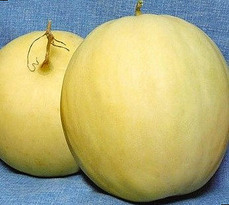 Сорт Дынь Принцесса Мария F1 фото