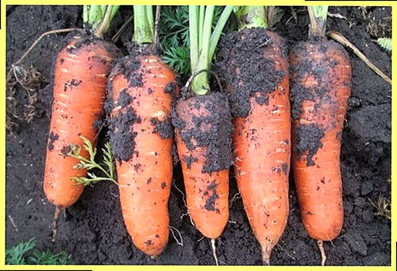 Sort Morkovi Abako foto