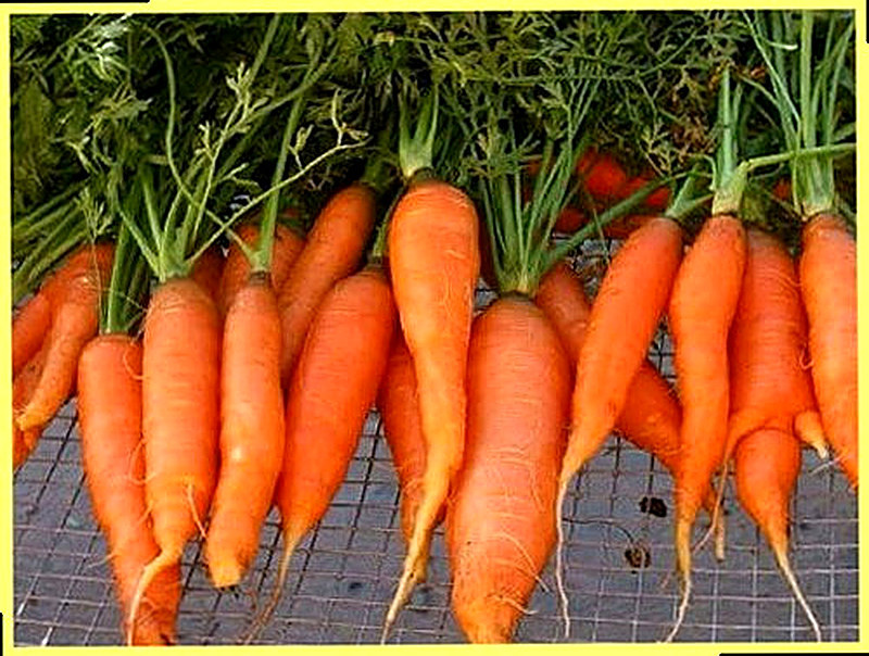 Sort Morkovi Artek foto