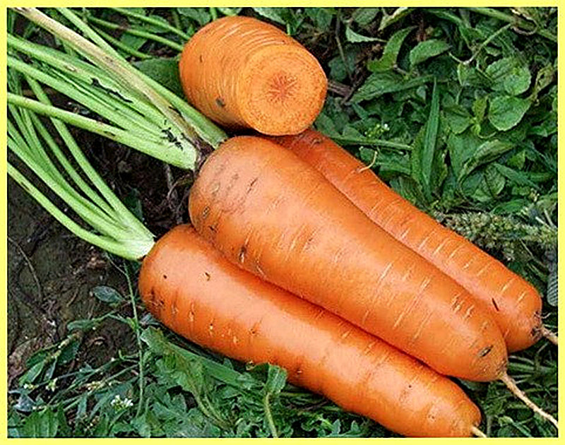 Sort Morkovi Kanada F1 foto