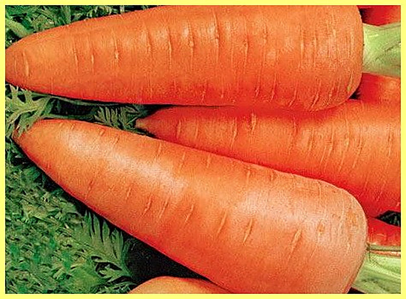Sort Morkovi Karotel' foto