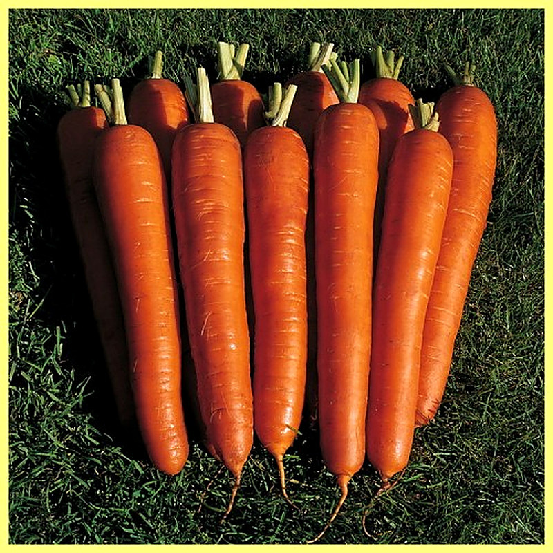 Sort Morkovi Krasnyj velikan foto